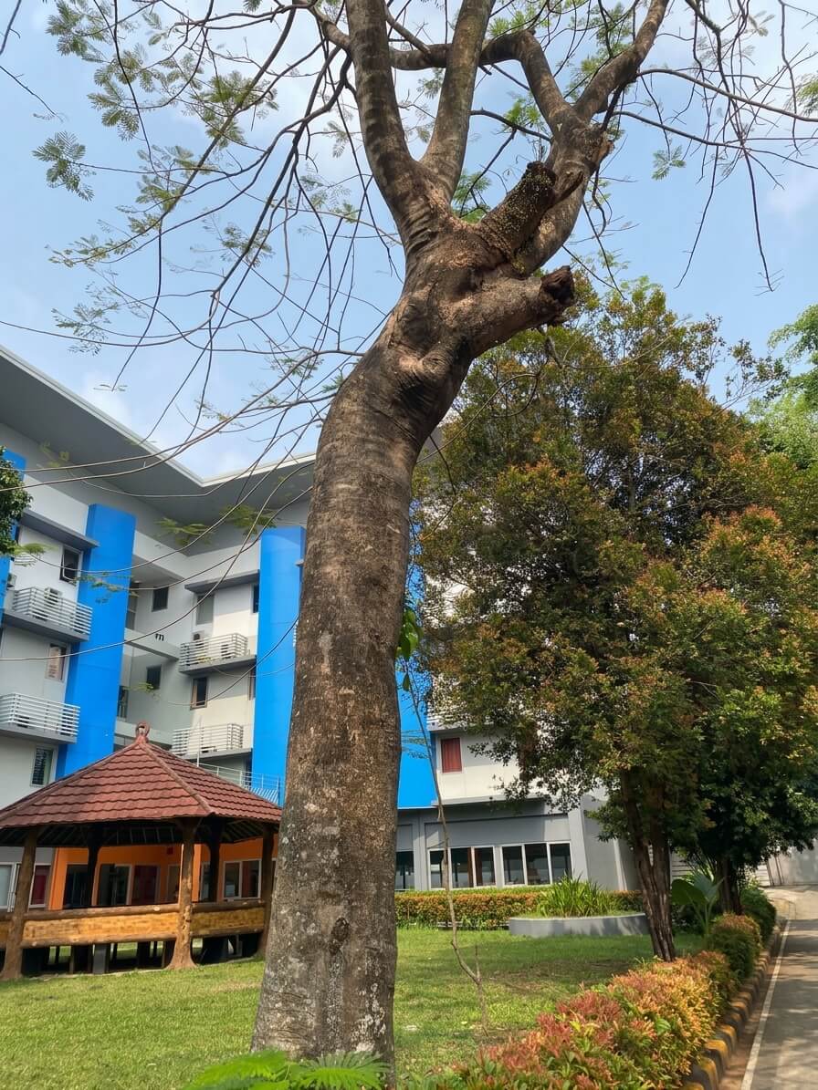 image of Flamboyant Tree