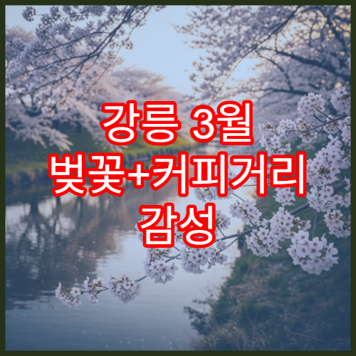 강릉 3월 벚꽃+커피거리 감성 여행 코스