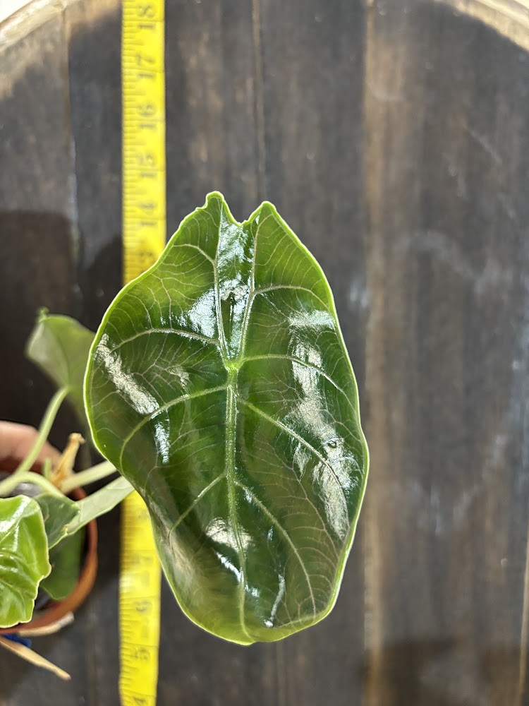 Alocasia azlanii (Red Mambo)