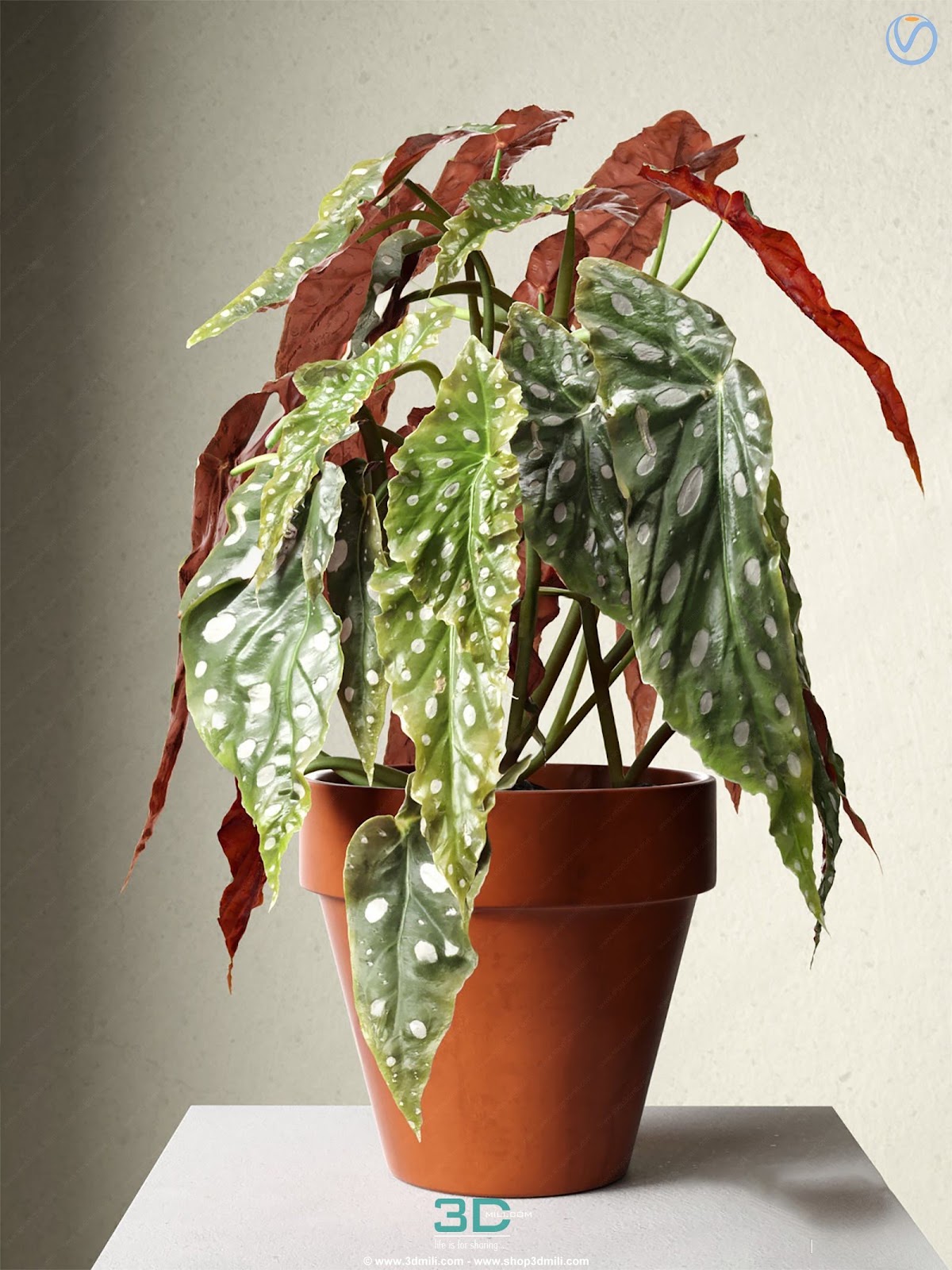 978.Sell Album Indoor Plant PRO Vol 01
