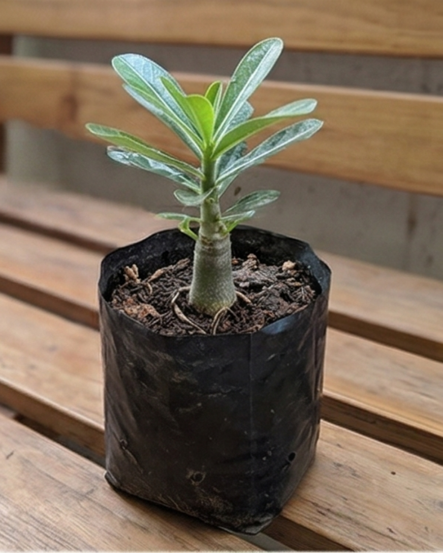 Plumeria Champa Plant — view 3