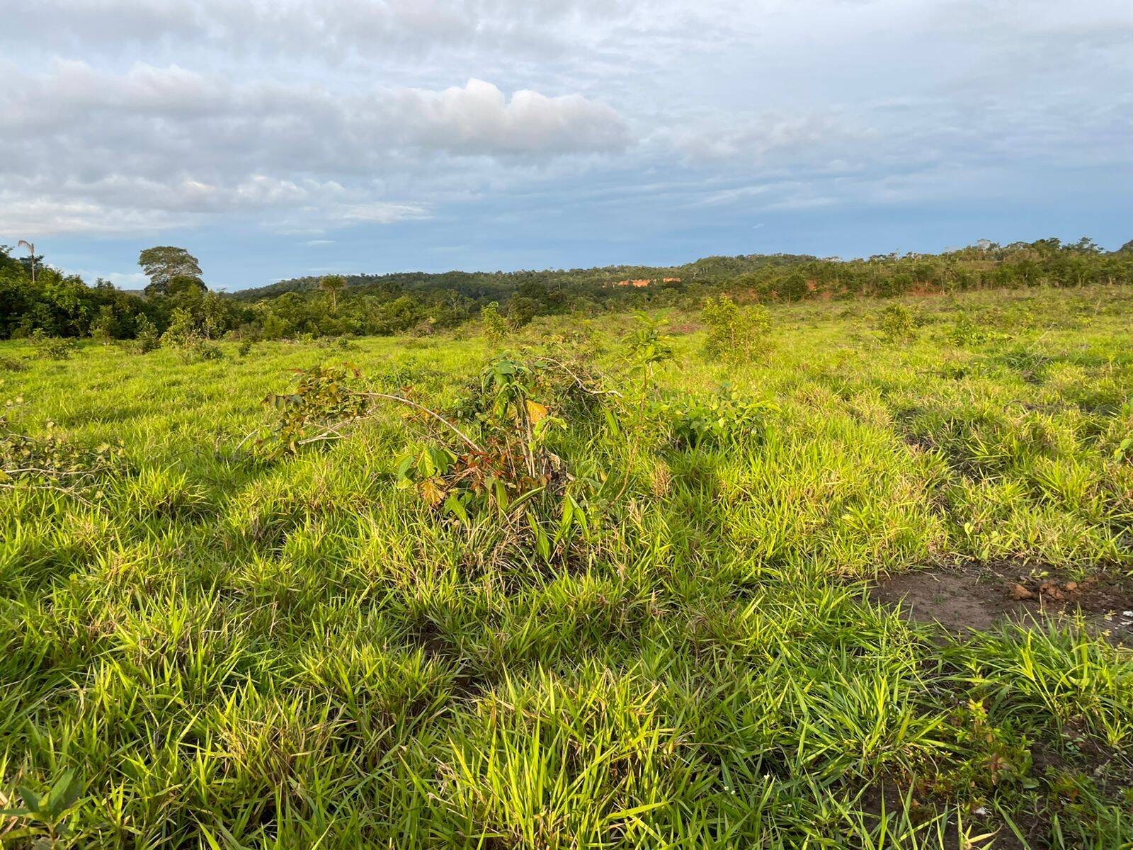 Fazenda em Campos Lindos - TO 5
