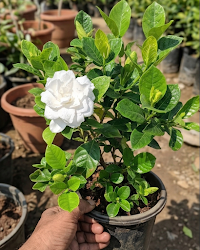 Gondhoraj Double Petal Plant