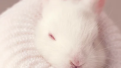 Cute White Rabbit Full HD iPhone Wallpaper Background