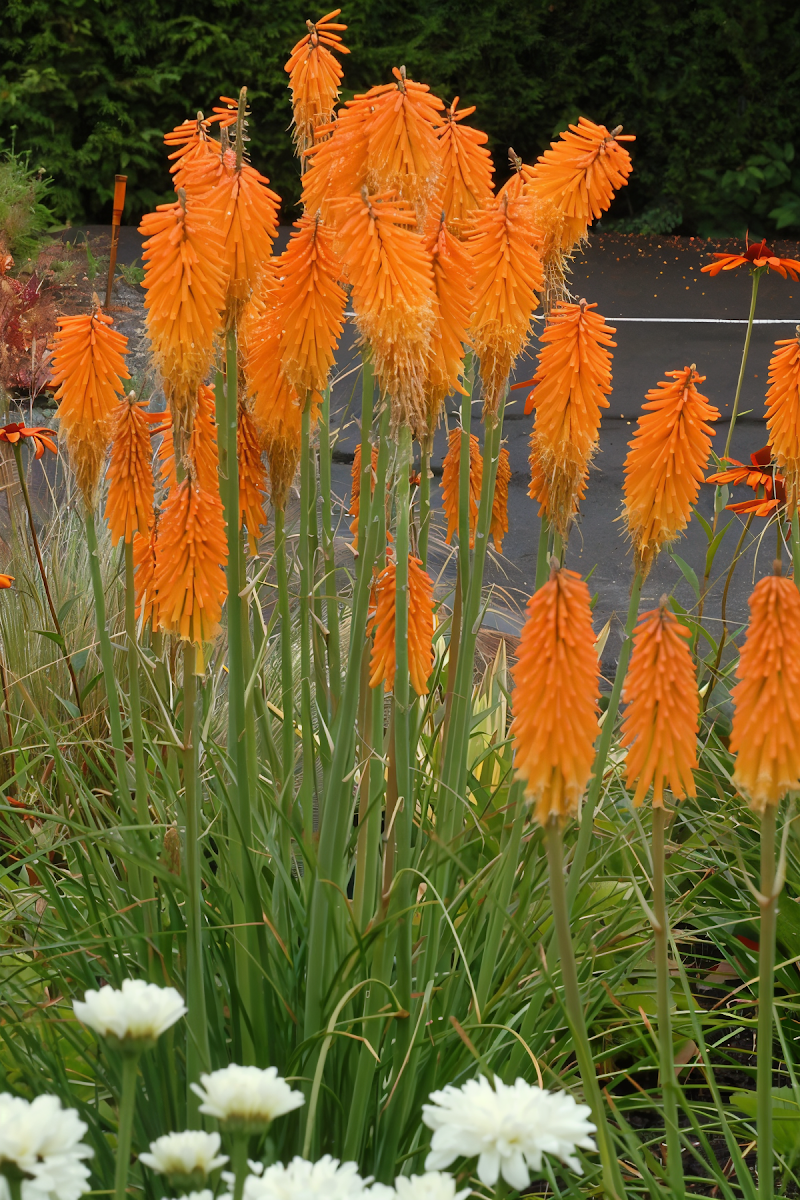 Kniphofia 'Mango Popsicle' in piena fioritura con spighe arancio-gialle in un giardino assolato.