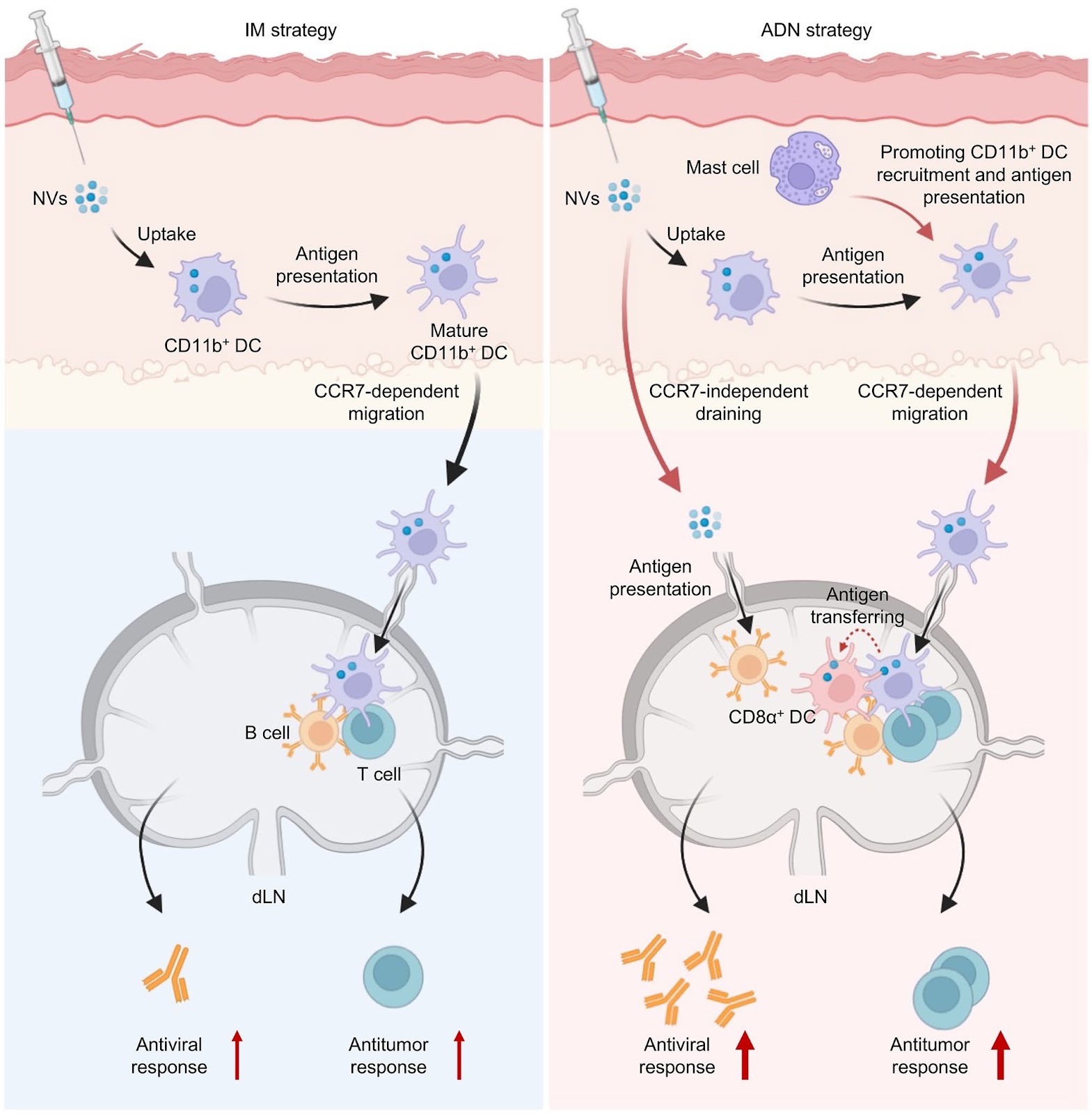 Eliciting Dual-Niche Immunological Priming by Acupoint Delivery of Nanovaccines