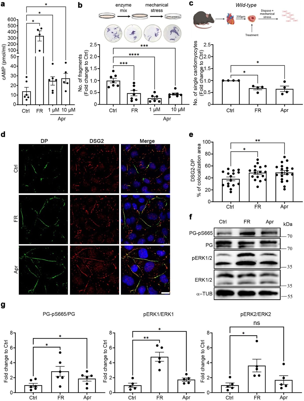 Apremilast improves cardiomyocyte cohesion and arrhythmia in different models for arrhythmogenic cardiomyopathy