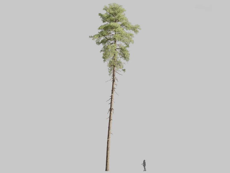 Maxtree - Plant Models Vol.126