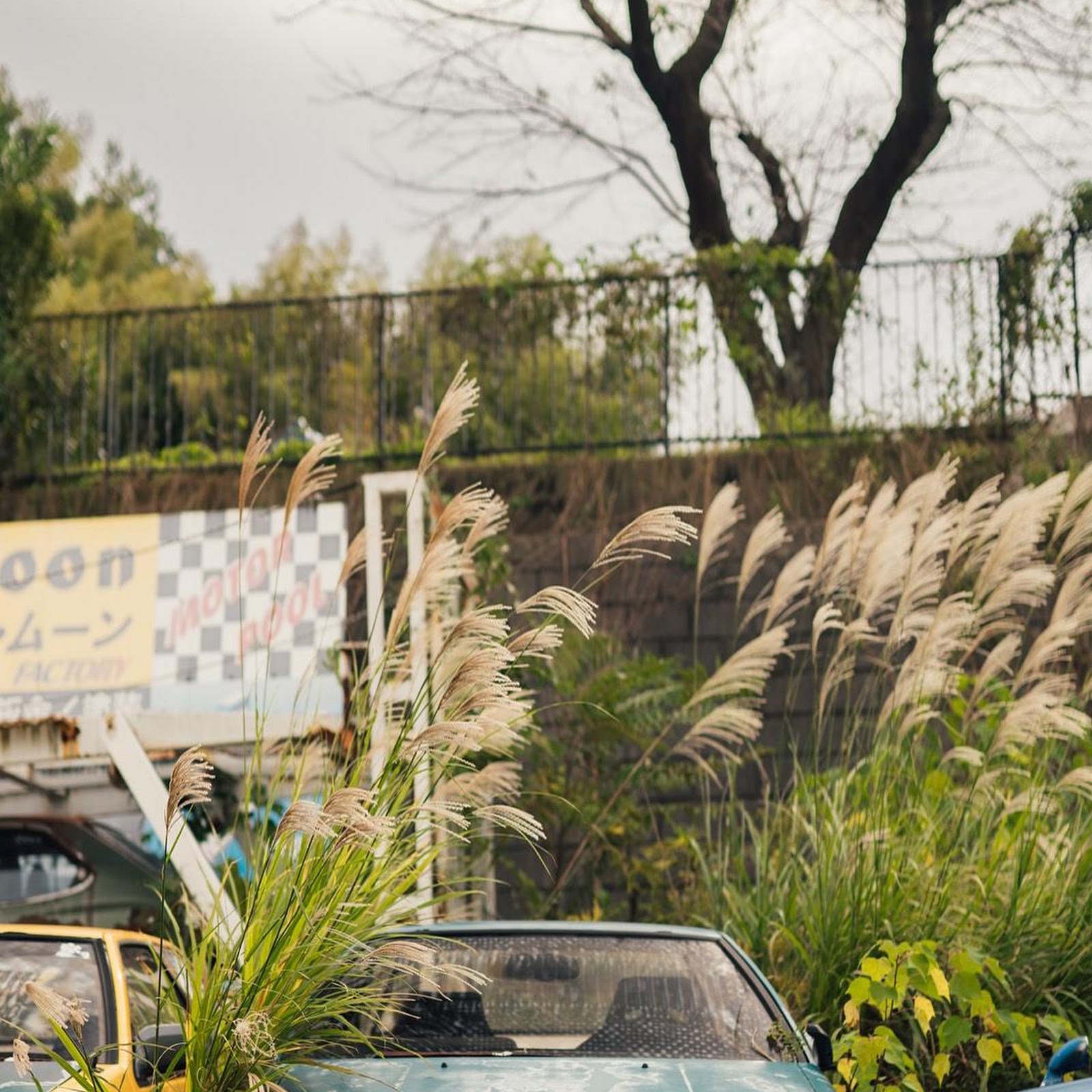 Download Abandoned Teal Car Overgrown With Weeds iPhone