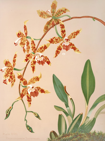 Odontoglossum Triumphans 1885