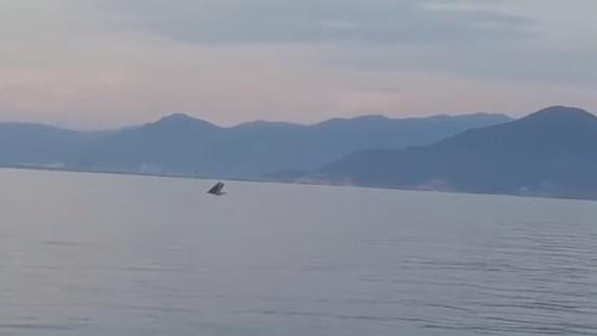 CLIP: Cá voi xuất hiện ở vịnh Nha Trang, khuyến cáo người dân không tiếp cận - Báo Người Lao Động