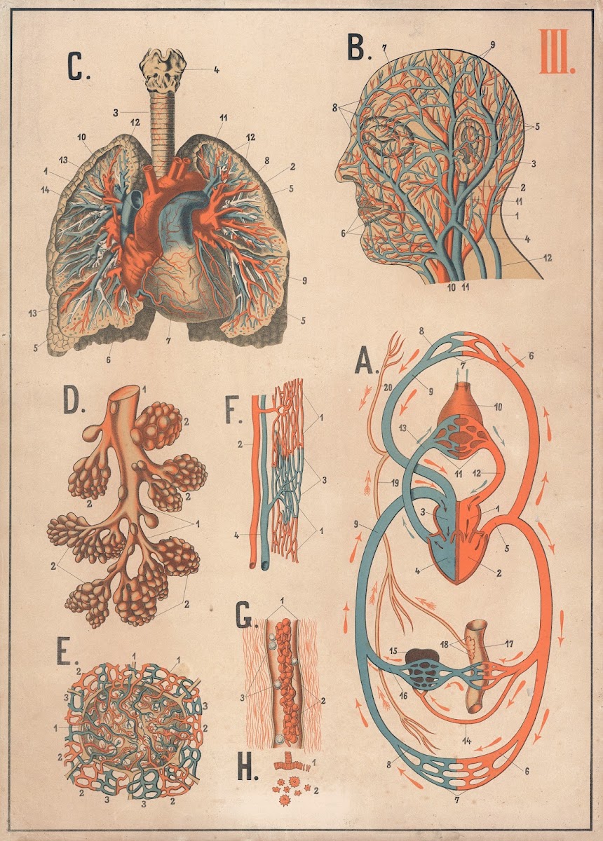 Blood and its circulation as well as the lungs 1893
