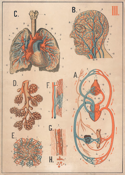 Blood and its circulation as well as the lungs 1893
