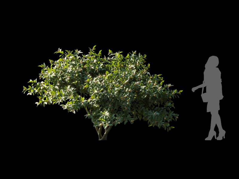 Maxtree - Plant Models Vol.120
