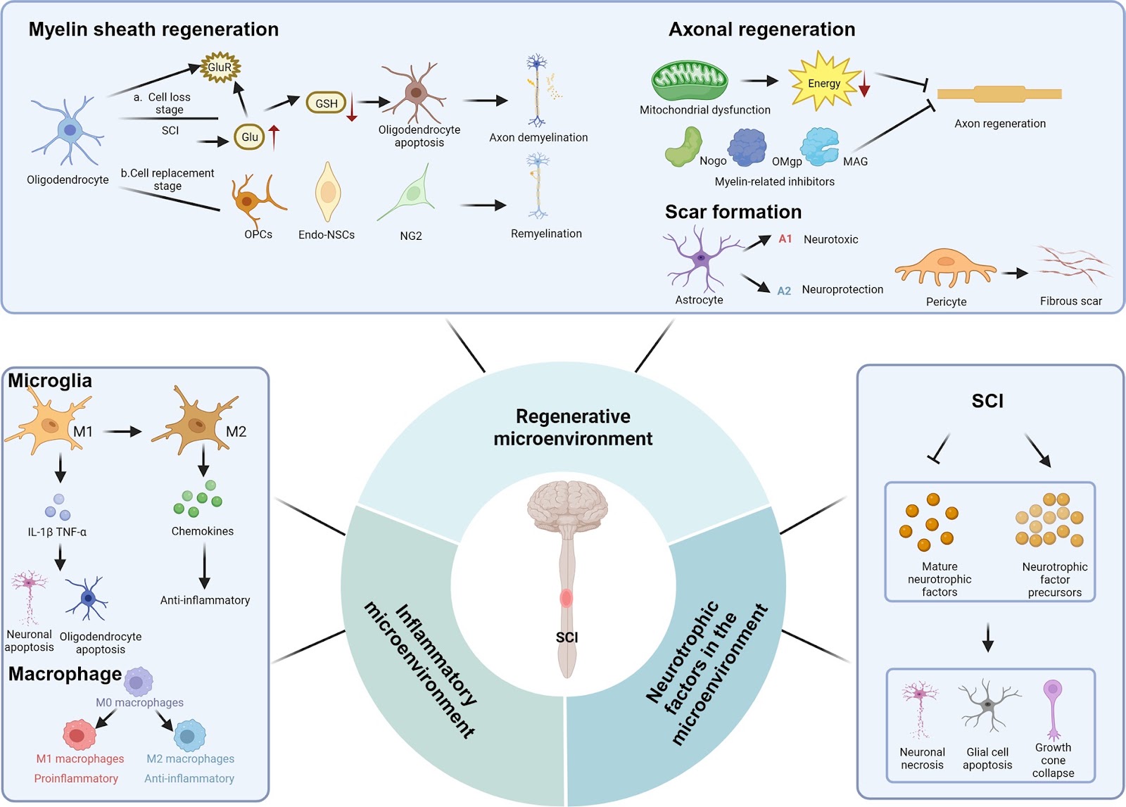 Exosome-mediated repair of spinal cord injury: a promising therapeutic strategy