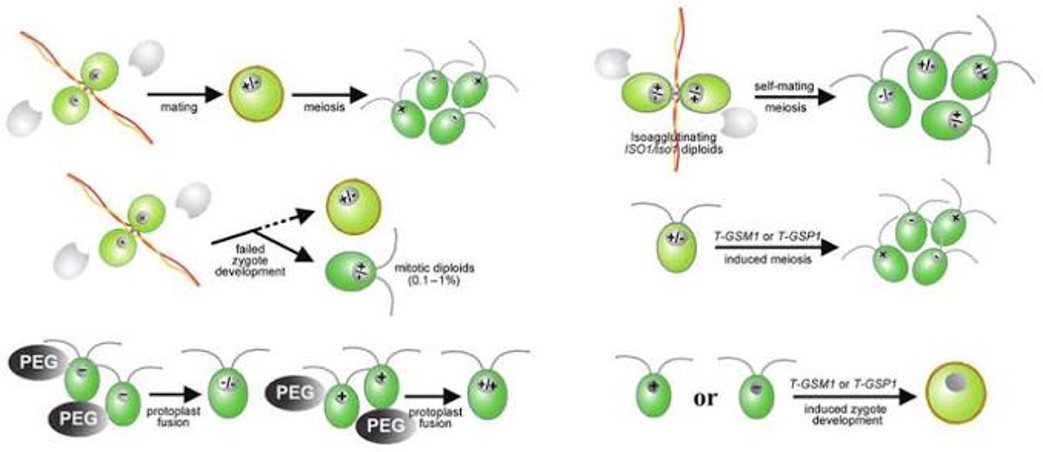 FINDING TROUBLE IN PAIRS: A SYNTHETIC GENETIC INTERACTION FRAMEWORK IN CHLAMYDOMONAS REINHARDTII