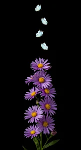Purple Asters and White Butterflies on Black Background