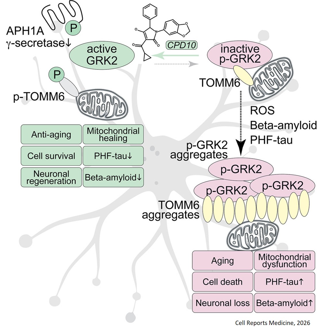 Analysis of GRK2 aggregation in the pathology of Alzheimer disease in animal models