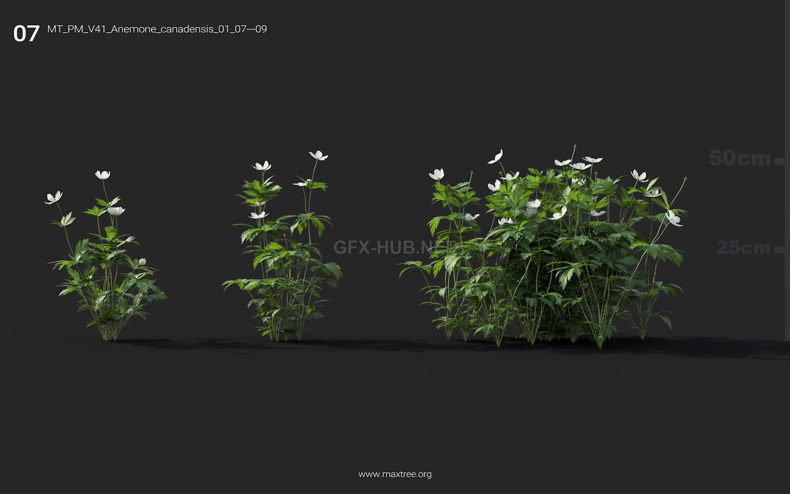 Maxtree - Plant Models Vol.41