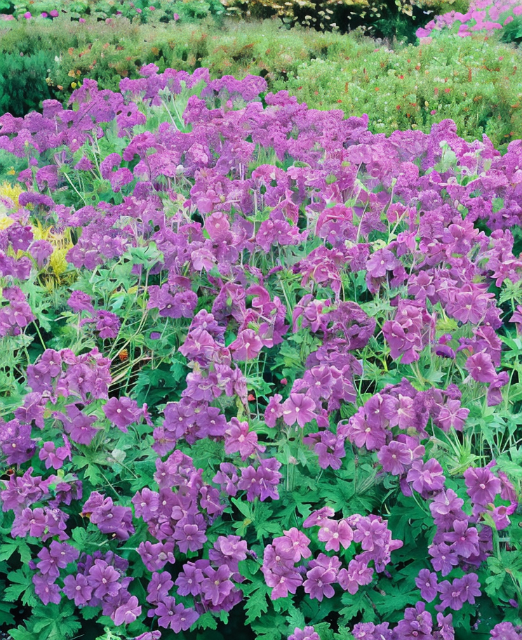 Geranium magnificum fiorito con abbondanti fiori viola-blu in giardino