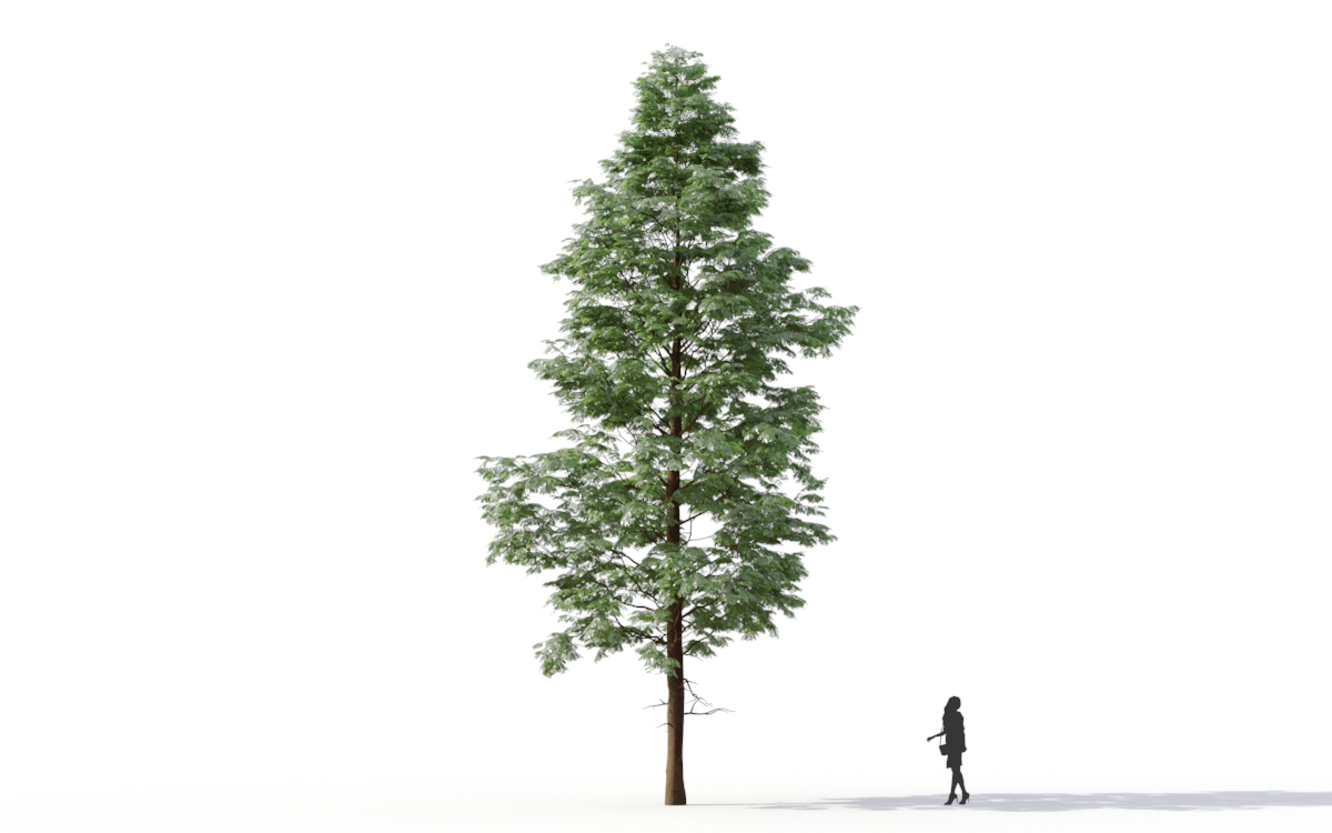 Maxtree - Plant Models Vol.11