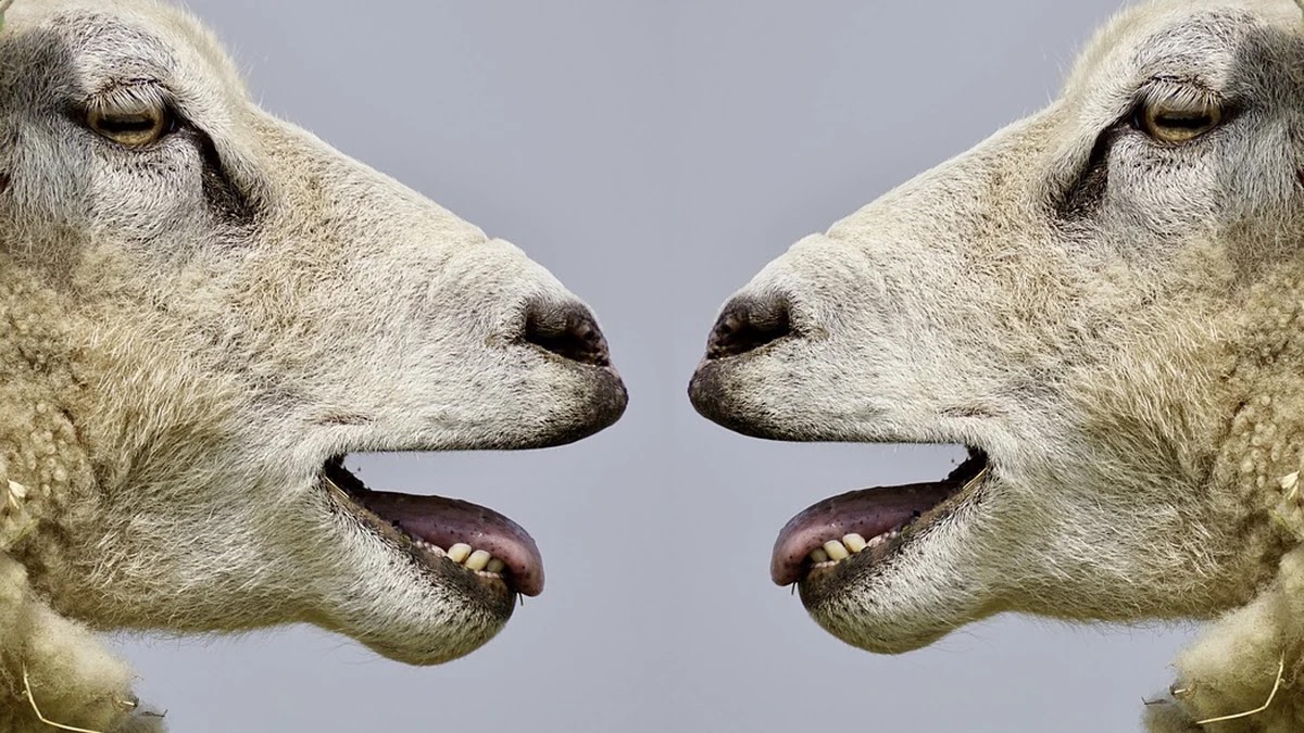 소비자분쟁조정 절차와 심리적 영향, 분쟁 해결에 미치는 요인