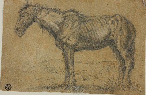 Emaciated Horse