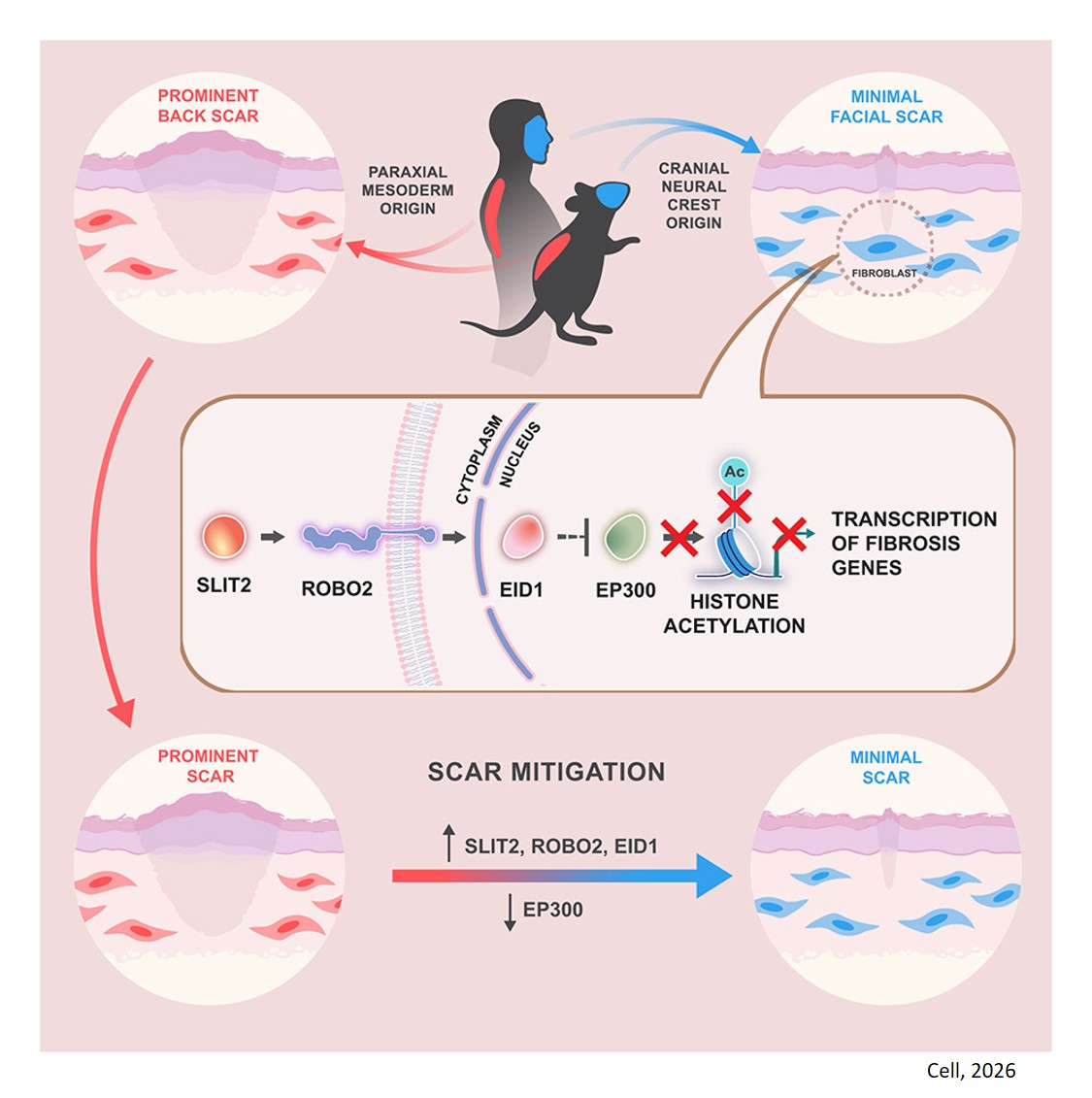 Why face scars less than the body 