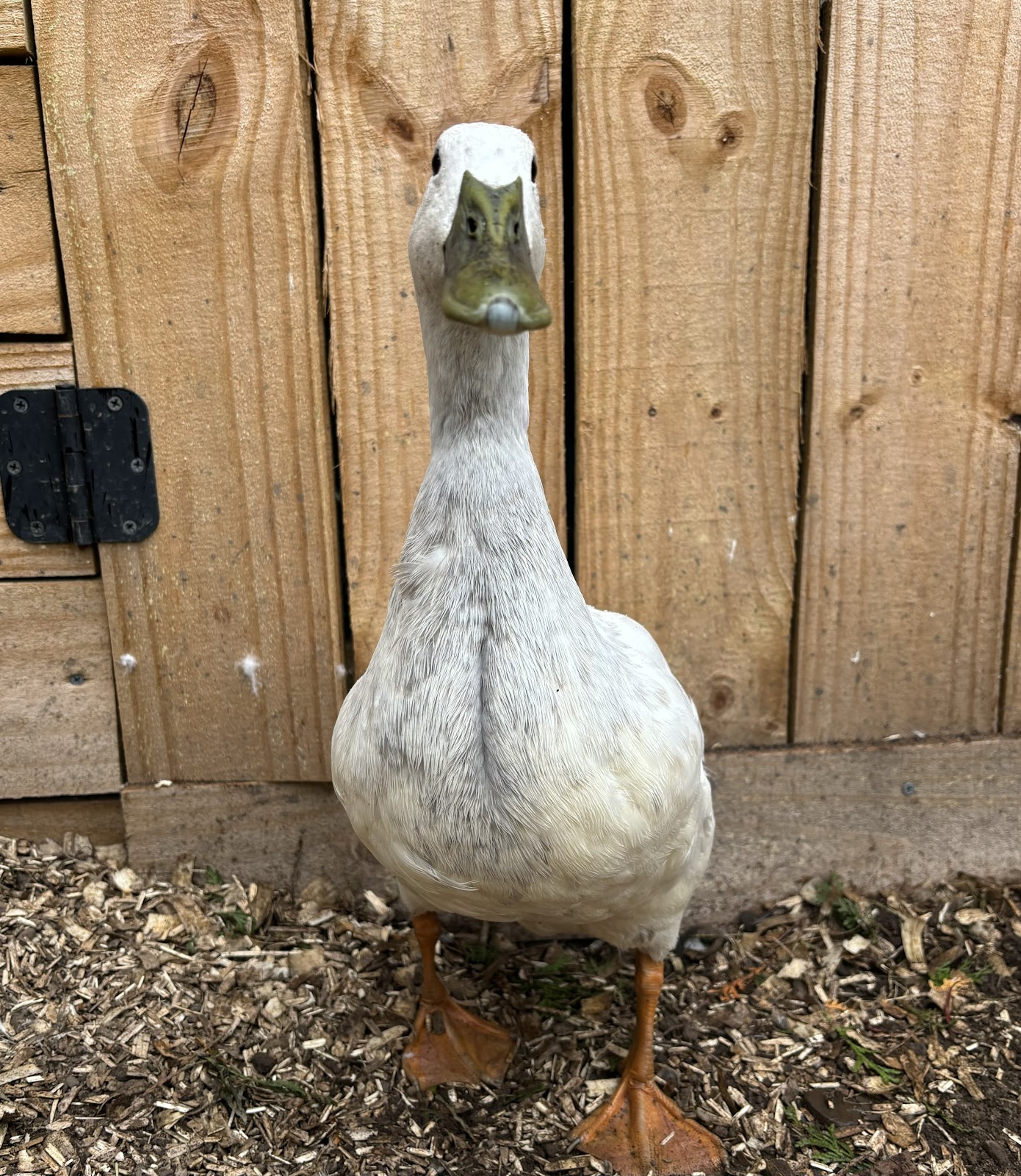 Silver Runner Duckling