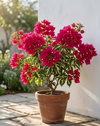 Imported Thima Red Bougainvillea Plant