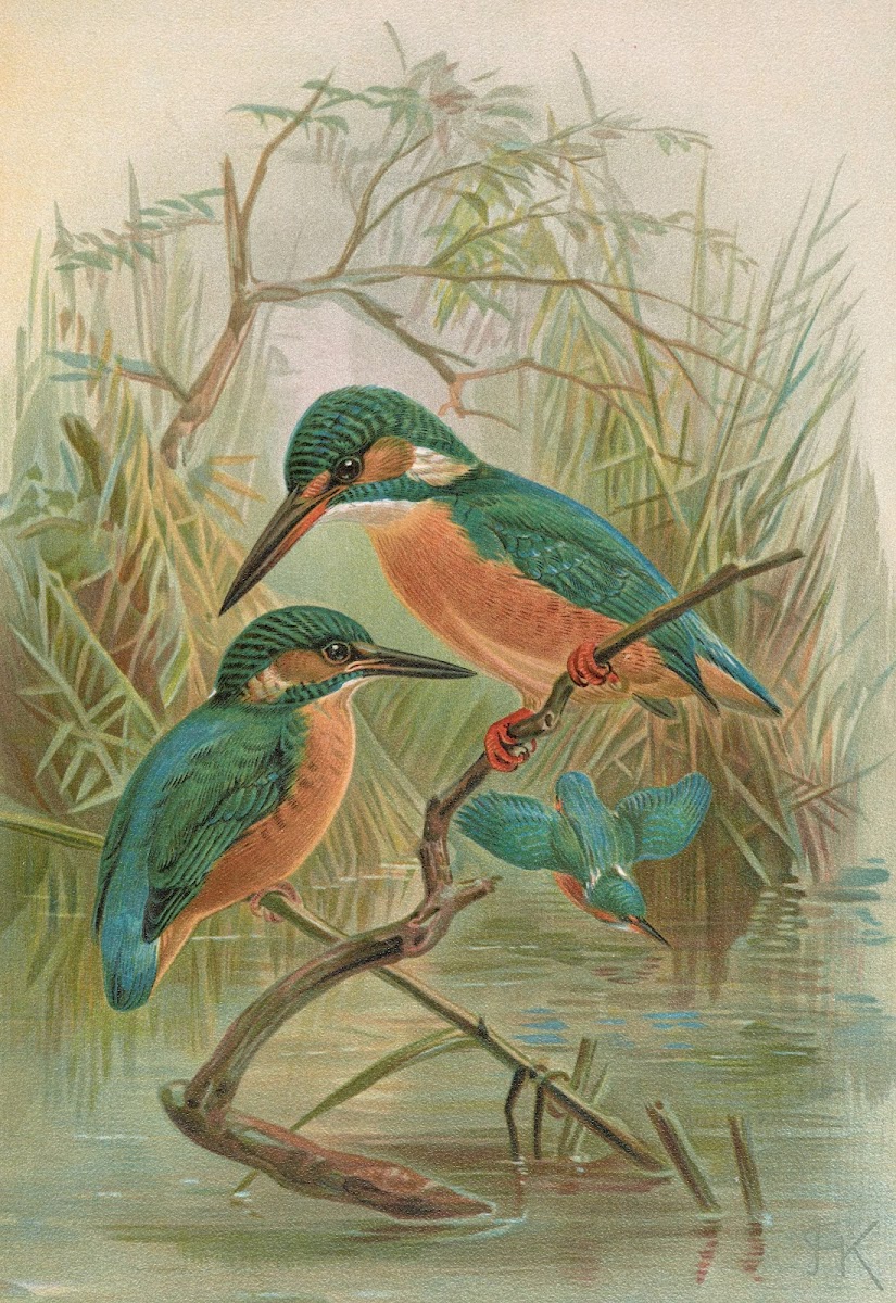 Alcedo ispida