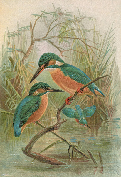 Alcedo ispida