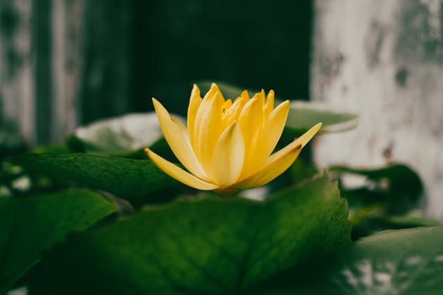 Hoa sen vàng phong thủy thu hút tài lộc và sự thịnh vượng.