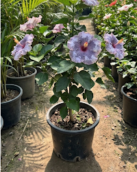 Hibiscus Luv Indigo Star