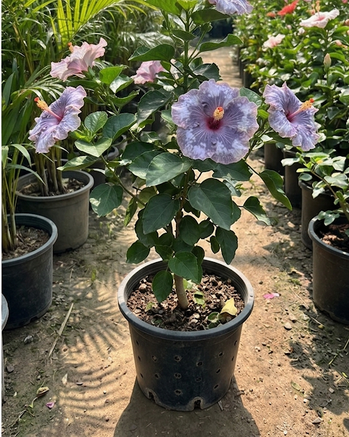 Hibiscus Luv Indigo Star