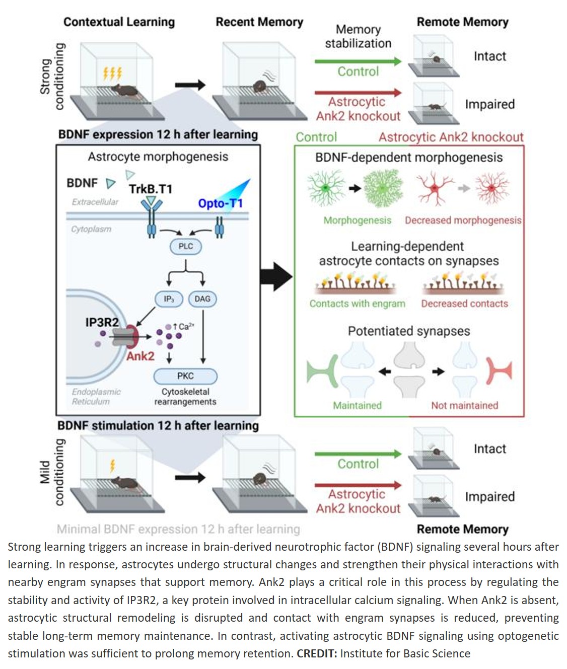 Astrocytic ankyrin-2 enables memory persistence in the mouse hippocampus