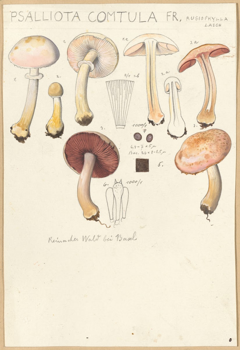 Psalliota comtula 1915 1945