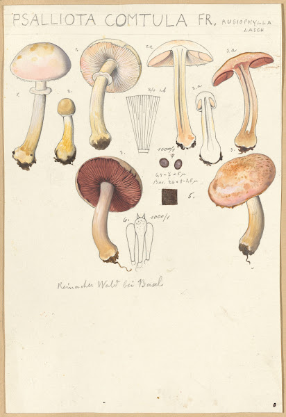 Psalliota comtula 1915 1945