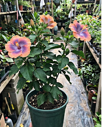 Hibiscus Tiger Bait