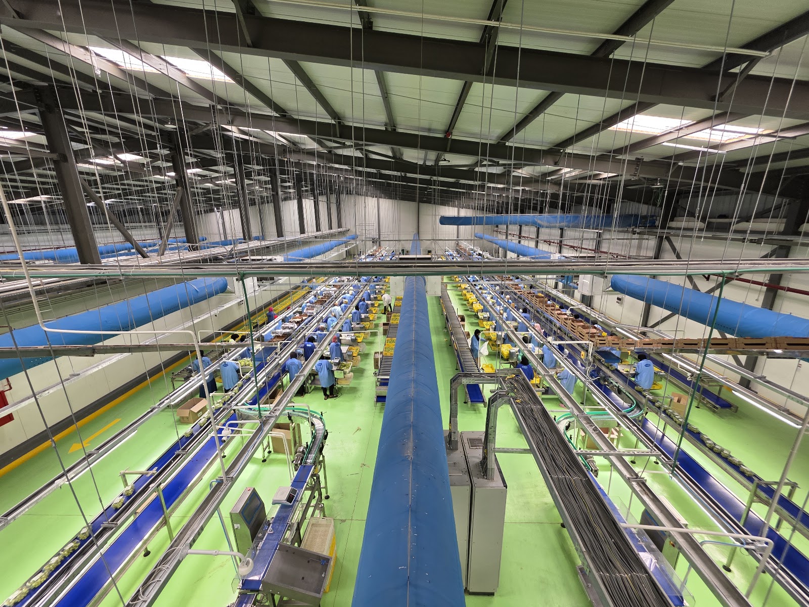 SANAM fresh produce packhouse — pack lines and packing tables fabricated in Egypt