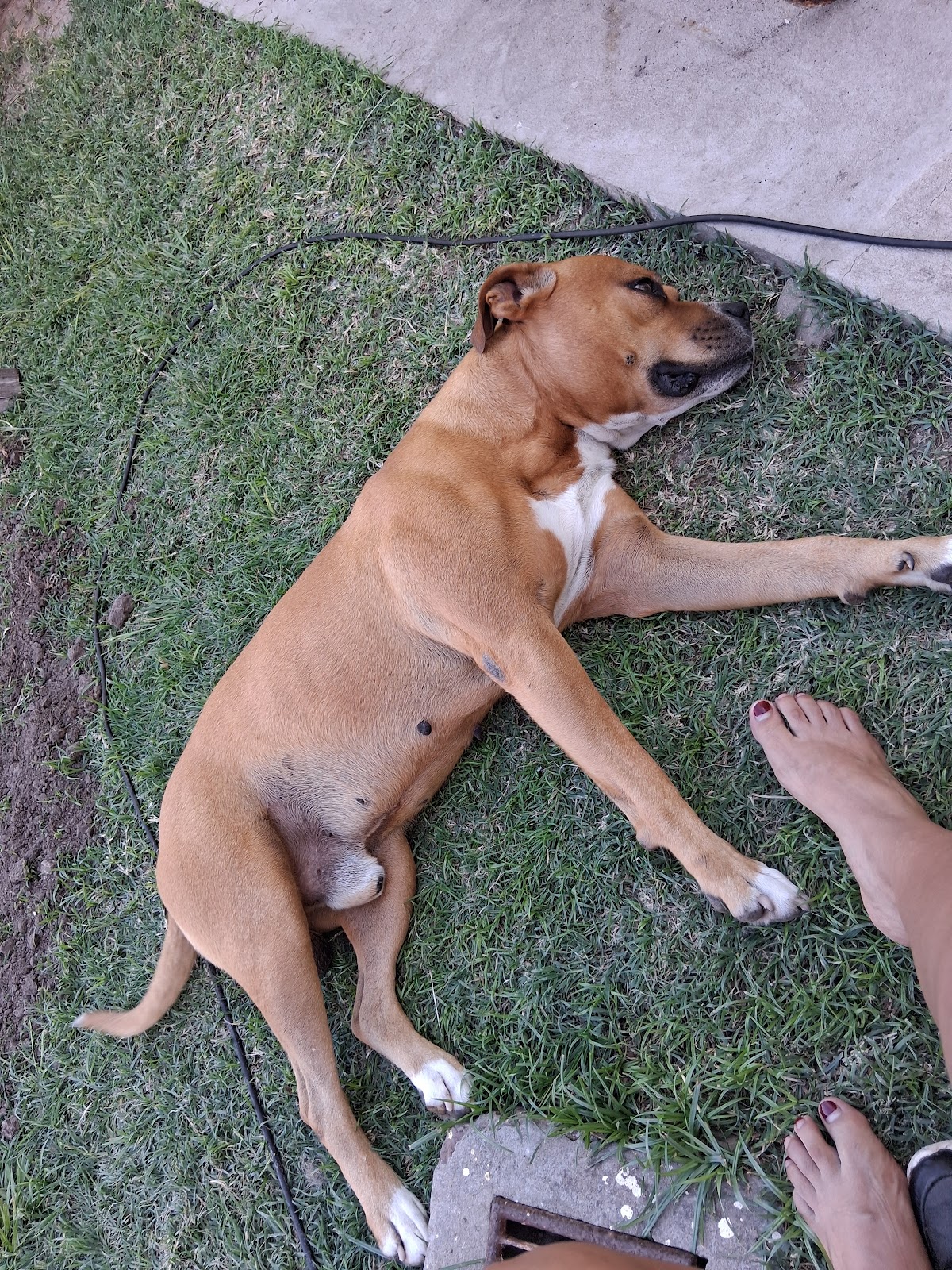 Fredy