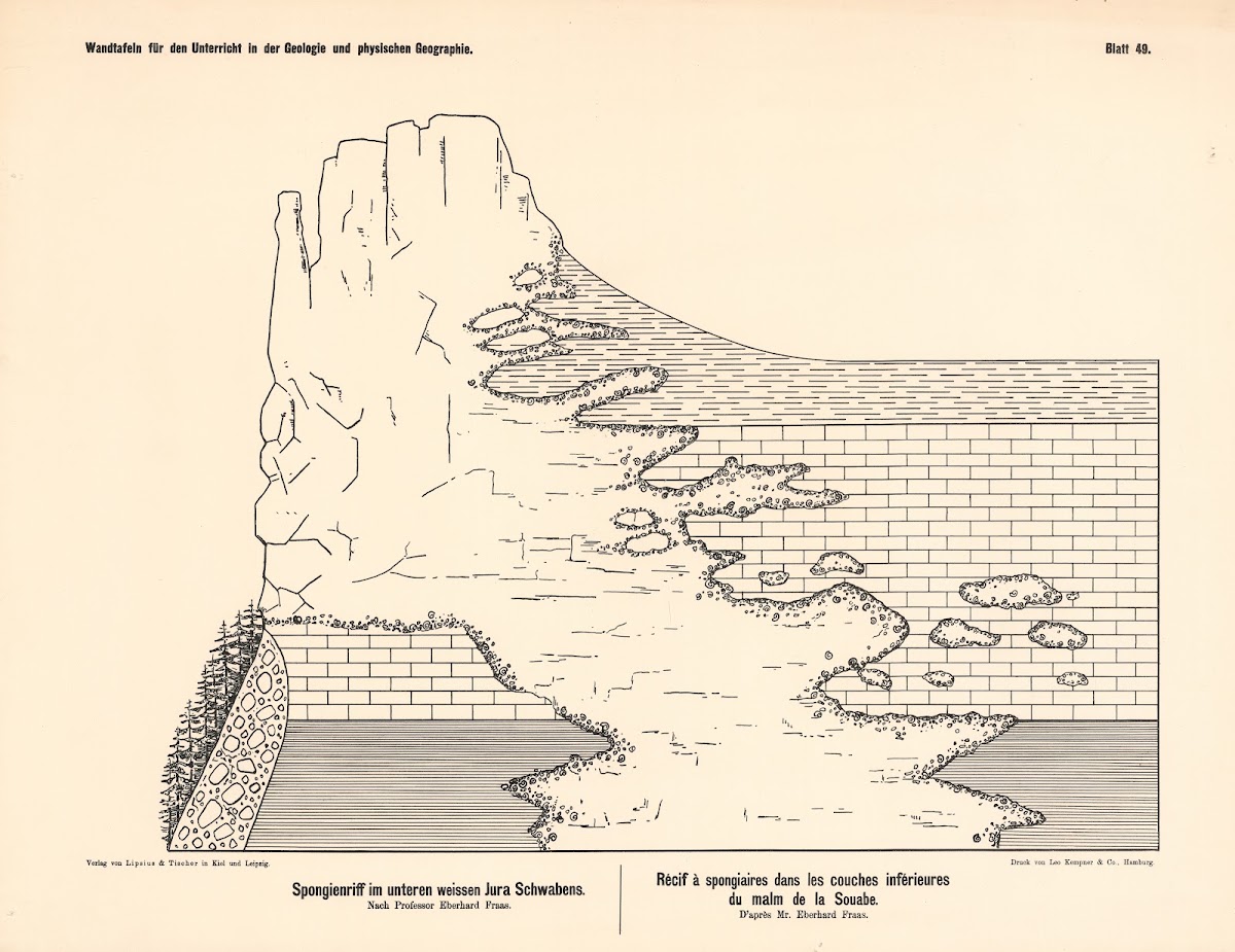 Spongienriff im unteren weissen Jura Schwabens 1889