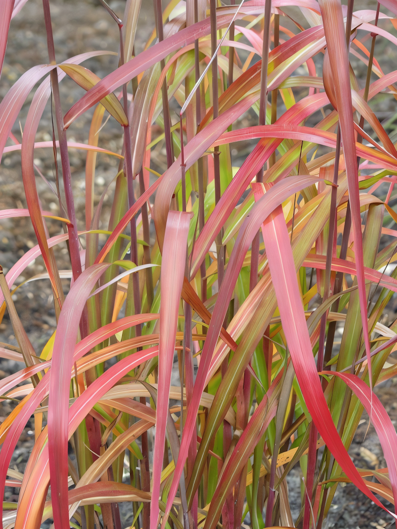 Miscanthus sinensis 'Navajo' in pieno sole, con infiorescenze piumose