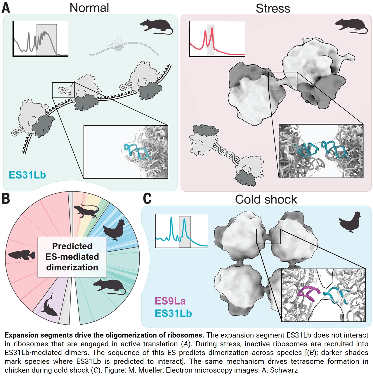 Ribosome organization during stress!