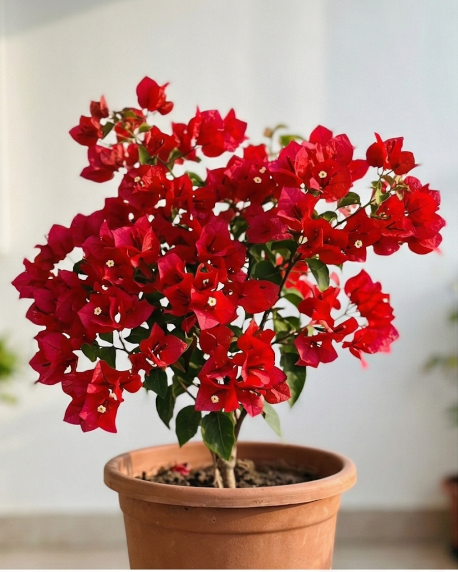 Imported Butterfly Red Bougainvillea Plant — view 1