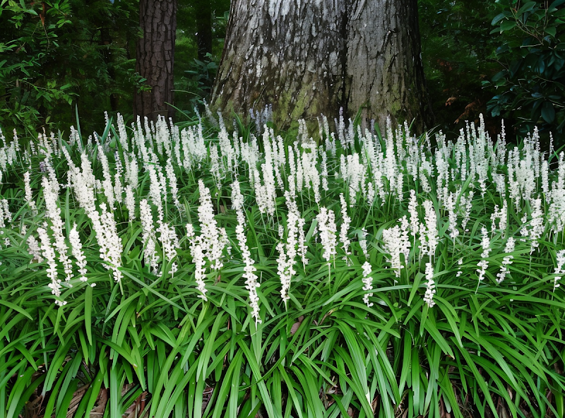 Liriope muscari 'Monroe White' in fiore in un giardino ombroso con bordure ben definite.