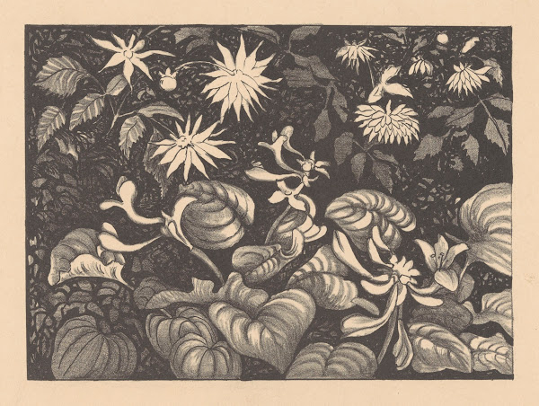 Wilde Planten En Bloemen 1878   1914