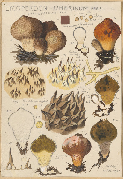 Lycoperdon umbrinum 1915 1945