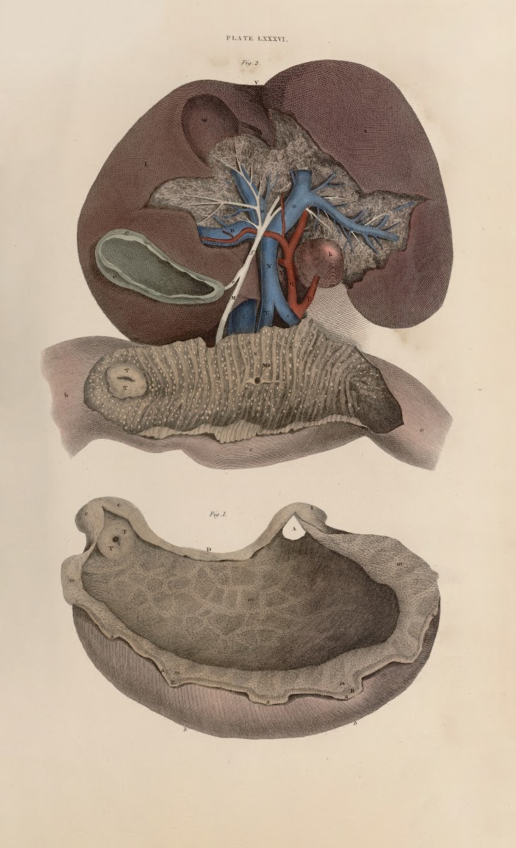 A system of anatomical plates of the human body Pl089 1840