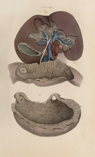 A system of anatomical plates of the human body Pl089 1840